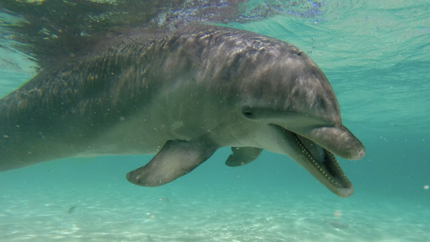Dolphin Encounter in Roatan
