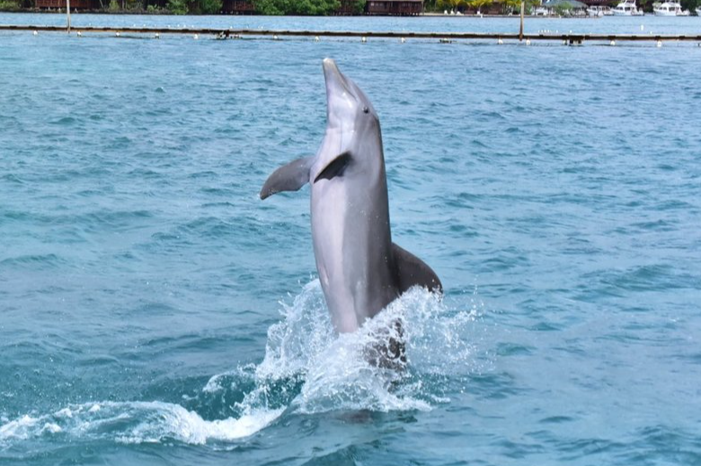 Dolphin encounter in Roatan