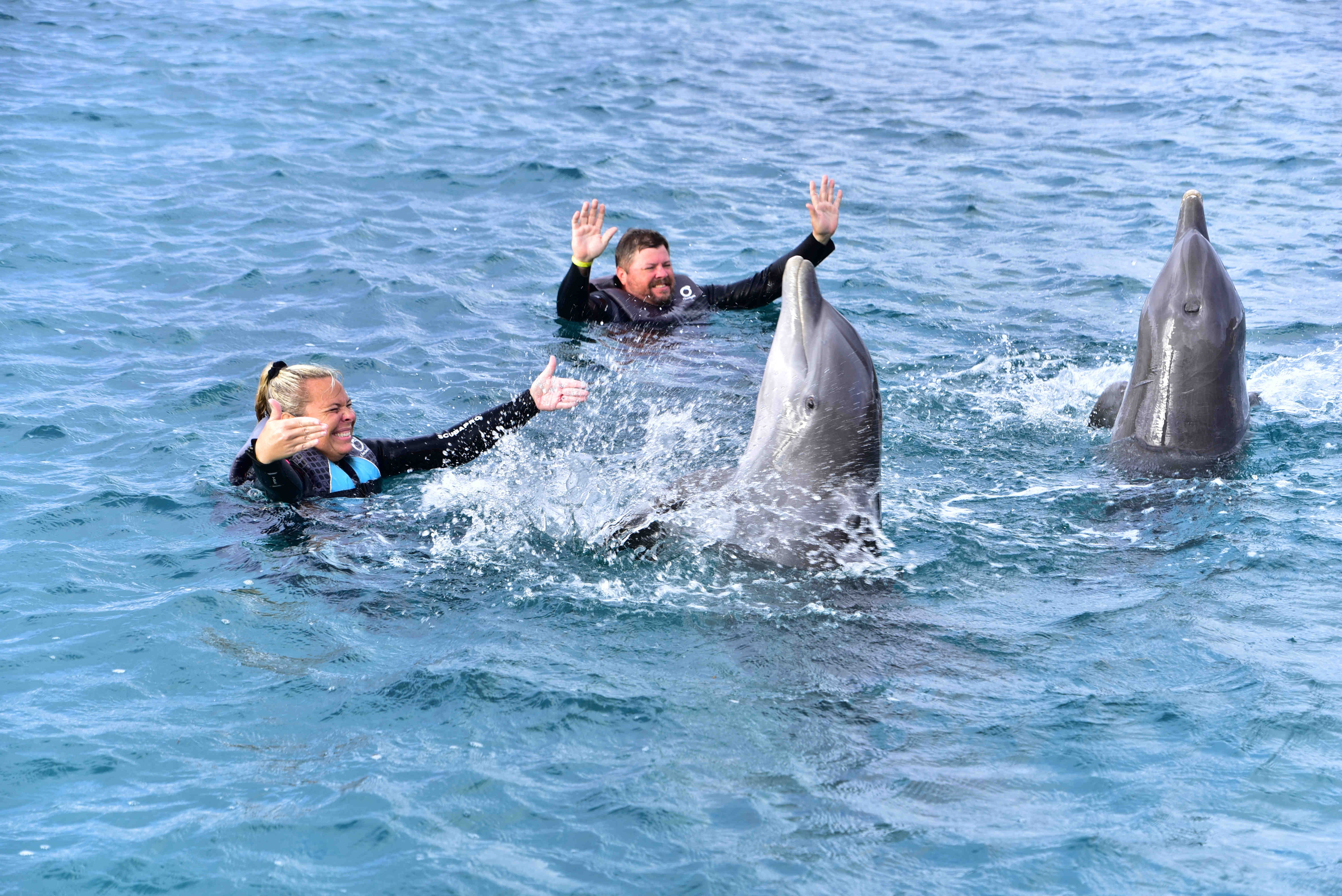 Dolphin marine experience in Roatan