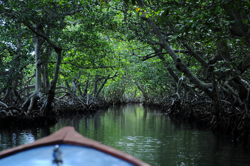 Mangrove Tour