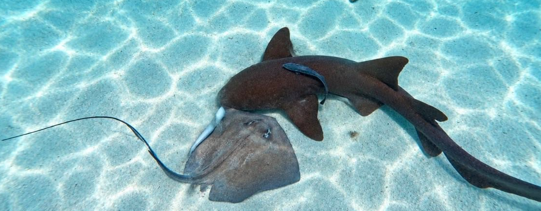 Pigeon Cay nurse shark and ray snorkeling adventure in Roatan