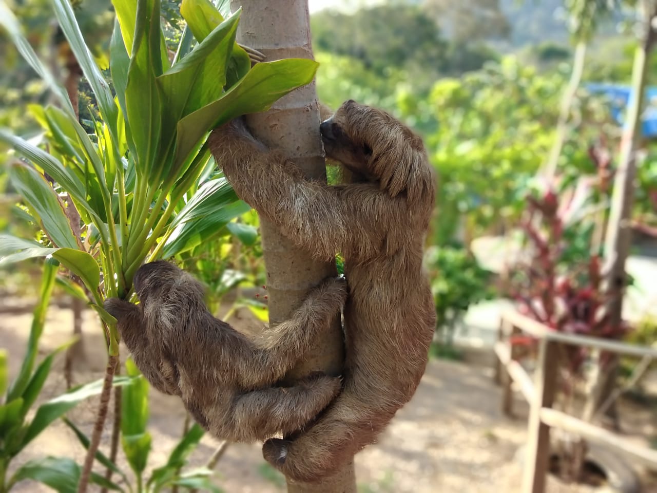 Sloth encounter at the nature park